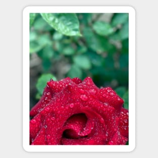 Red Rose in Spring Rain Sticker